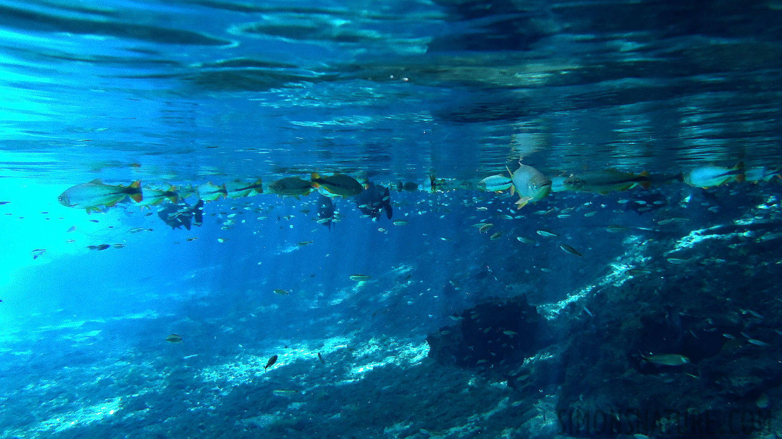 Snorkeling in the cristal clear water near Bonito [4.7 mm, 1/30 sec at f / 2.7, ISO 200]